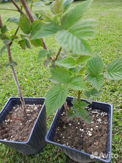 Ремонтантная малина