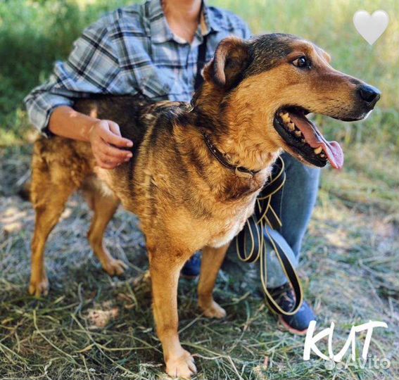 Кит ищет дом