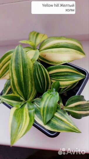 Традесканции сортовые быстро растут