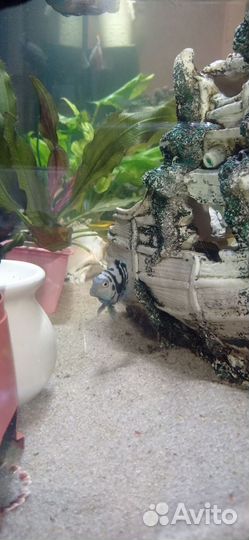 Сапфировый попугай