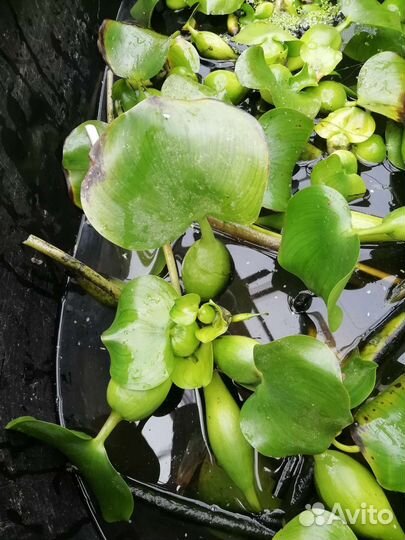 Растения для пруда