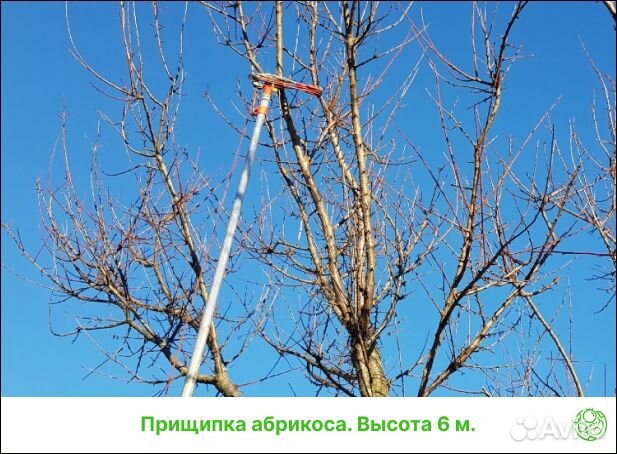 Обрезка плодовых деревьев