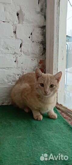 Котик Персик в добрые руки