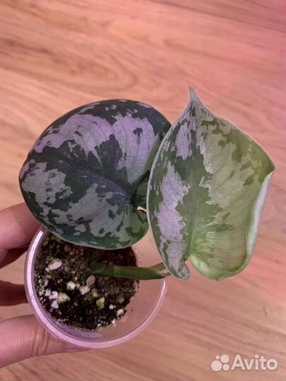 Сциндапсус, филодендрон