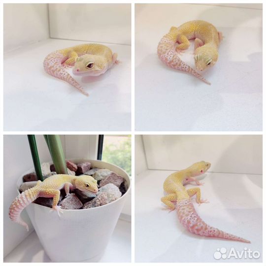 Эублефары взрослые