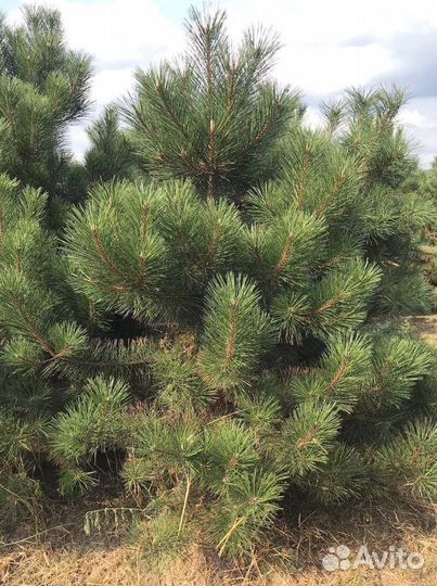 Сосна черная