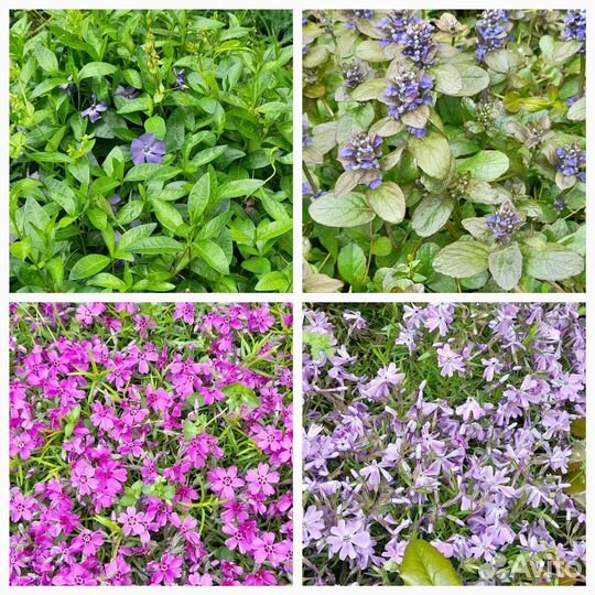 Многолетние садовые растения