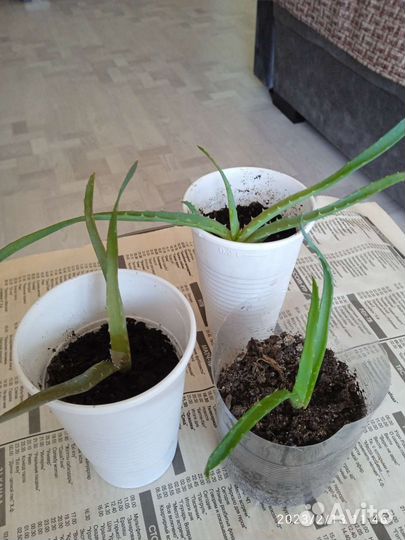 Комнатные растения цветы алоэ