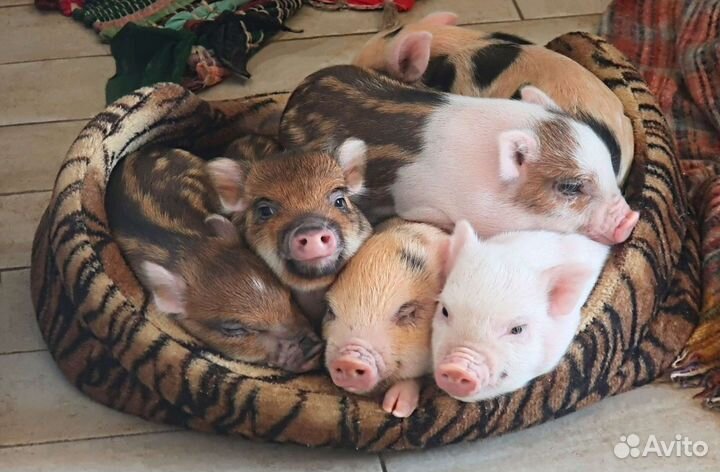 Микро пиги, мини пиги, микропиги, минипиги