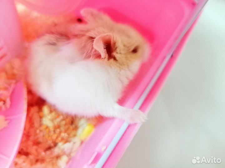 Клетка для грызунов