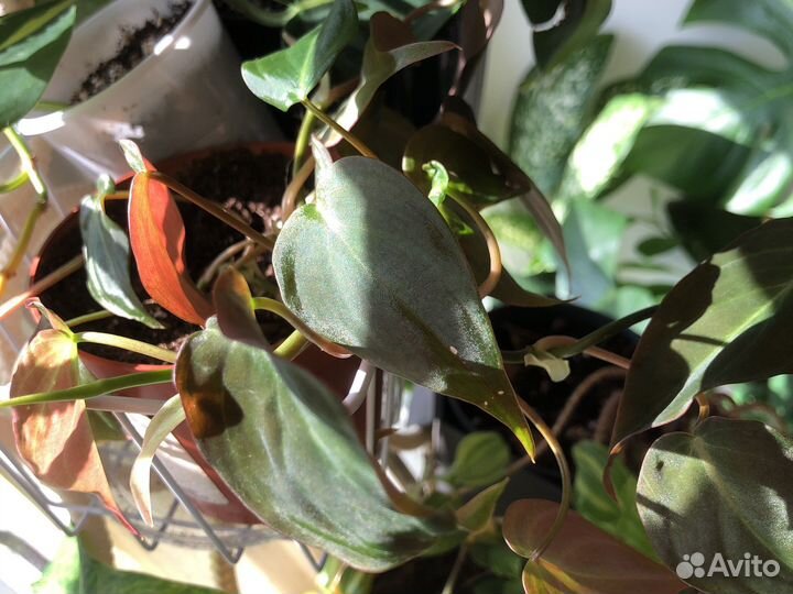 Сингониум мохито, монстера дубиа, филодендроны