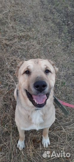 Молодой кобель