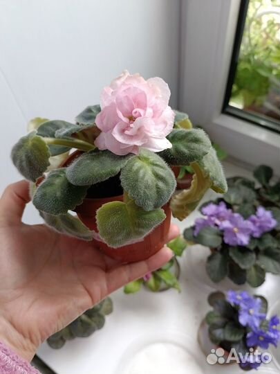 Продам сортовые фиалки