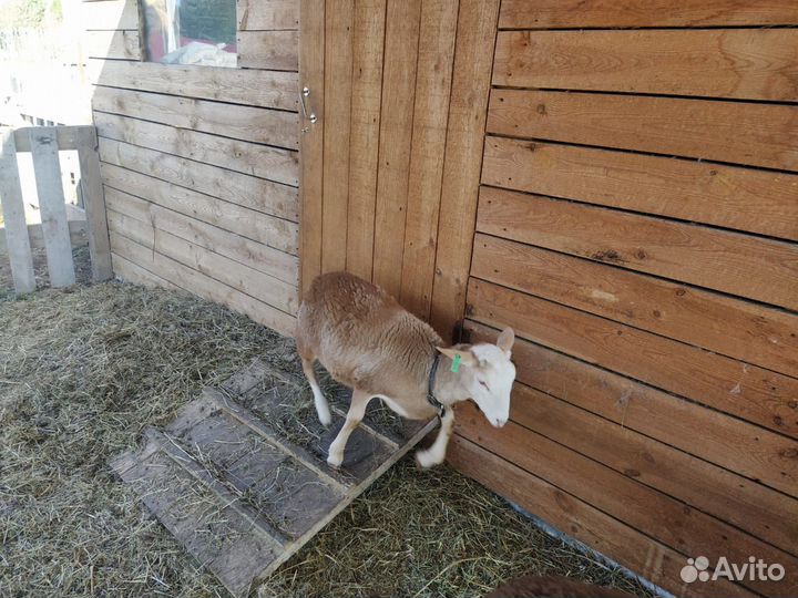 Катумский баран