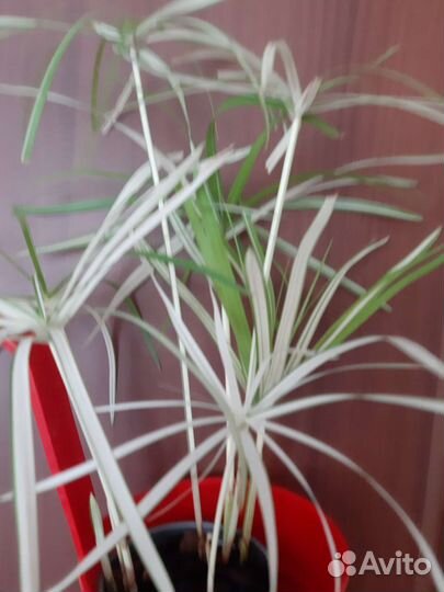 Разные сорта гибискуса