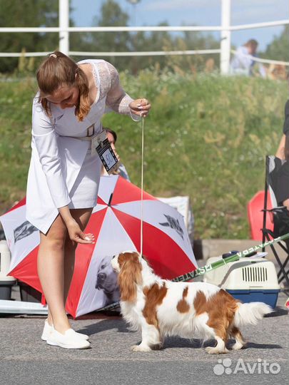 Услуги хендлера