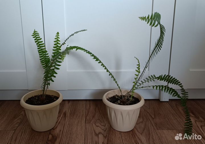 Папоротник комнатный