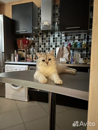 Вязка серебристая шиншилла