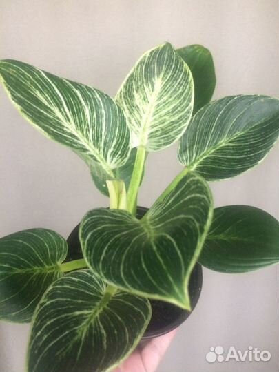 Филодендрон биркин вайт