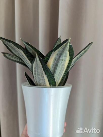 Сансевиерия Lucille Poland