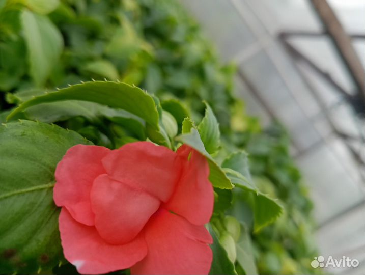 Рассада однолетних цветов