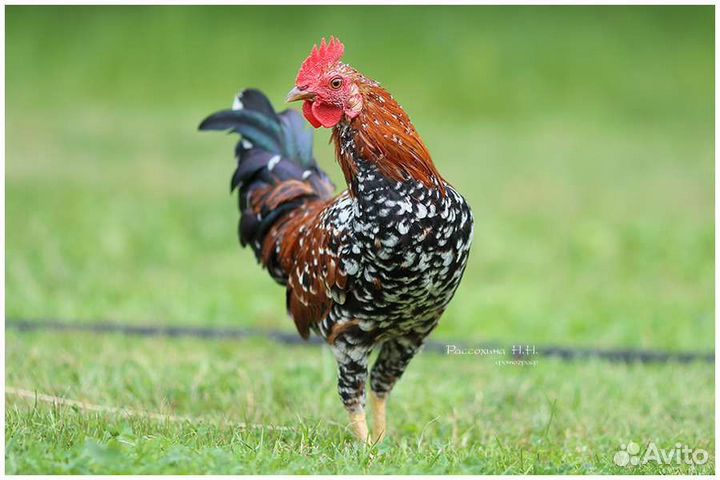 Петухи - бентамка ситцевая, русские хохлатые