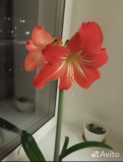 Гиппеаструм луковицы