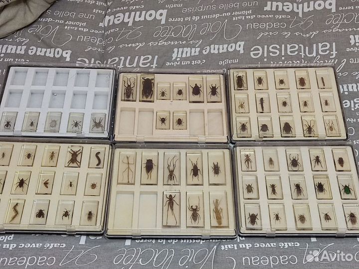 Коллекция насекомых в стекле