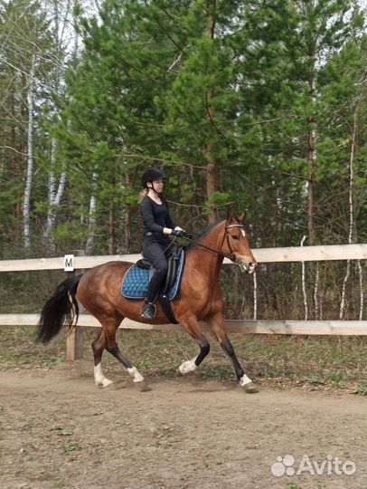 Конные прогулки фотосессии обучение верховой езде