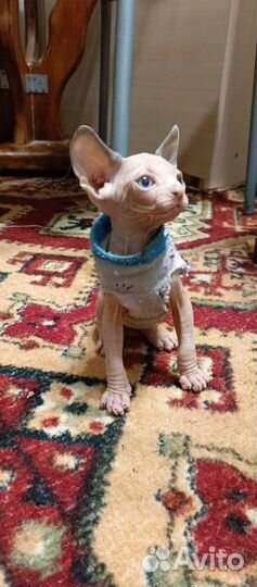 Котята сфинкс