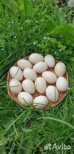 Инкубационные яйца индоуток