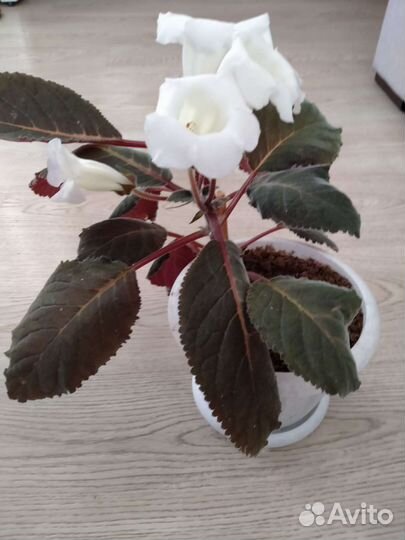 Глоксиния белая