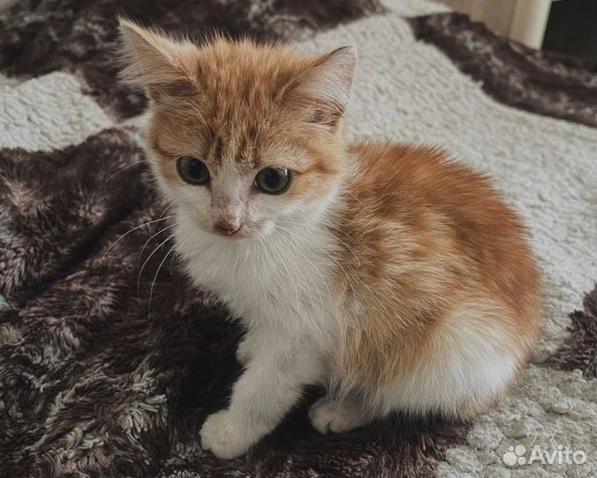 Котенок в добрые руки