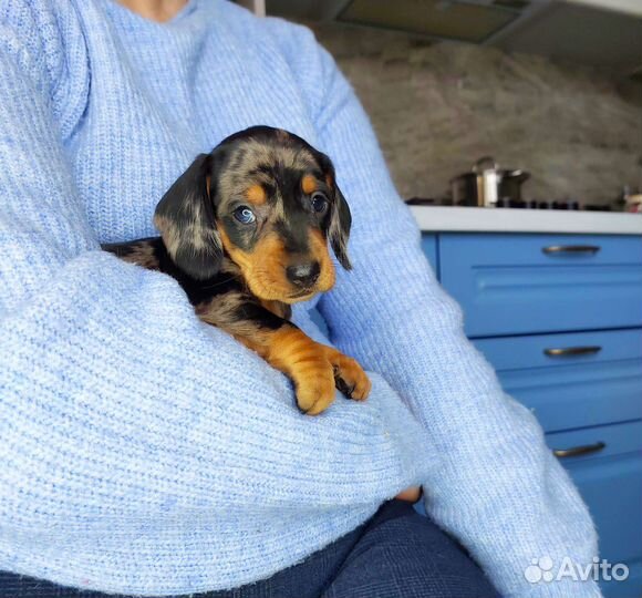 Карликовая такса щенки