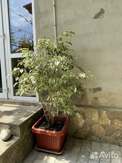 Фикус бенджамина