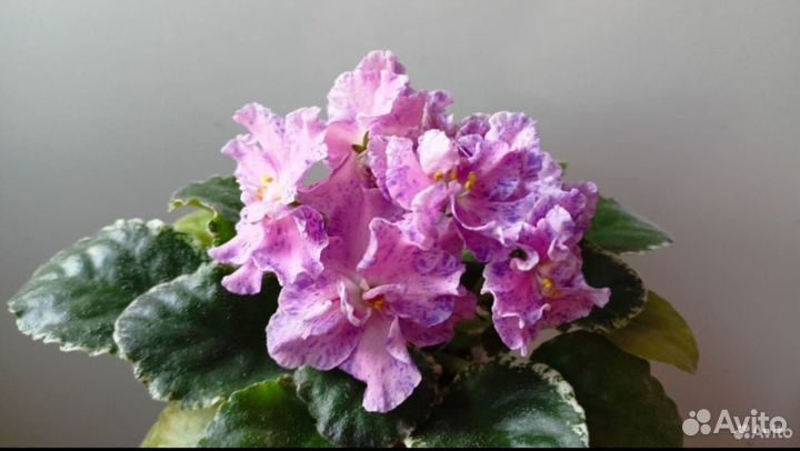 Фиалка сортовая ле- Сюрприз Зимы