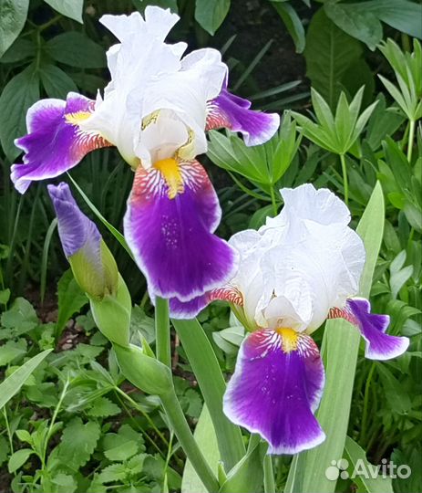 Ирис королевский