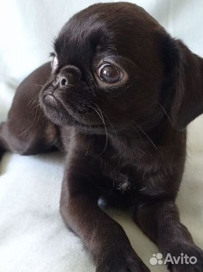 Пти брабансон