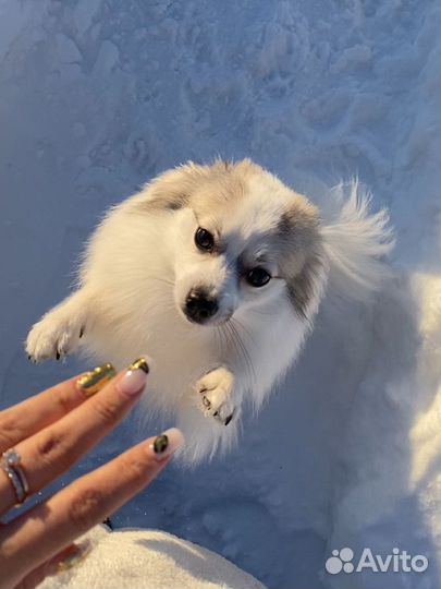 Немецкий шпиц вязка