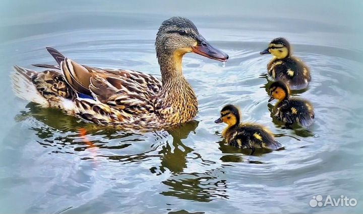 Подсадные утки