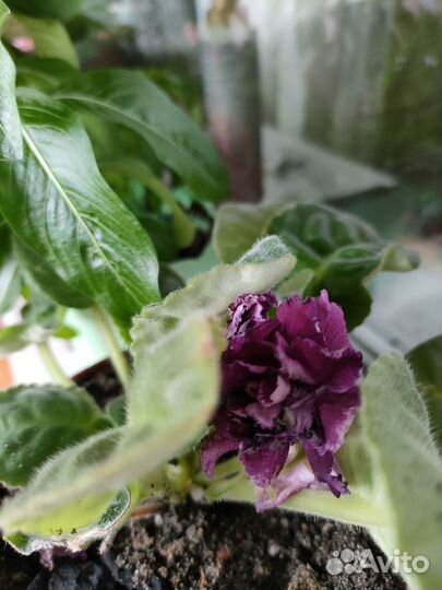 Комнатные растения и можжевельник