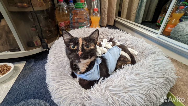 Трехцветная Джессика на счастье