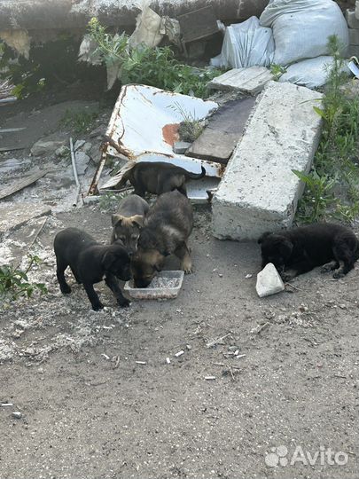 Собаки щенки бесплатно в добрые руки