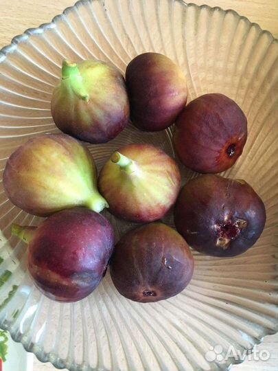 Инжир саженцы