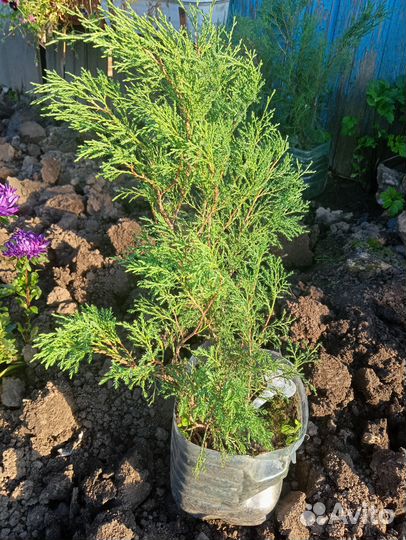 Можжевельник