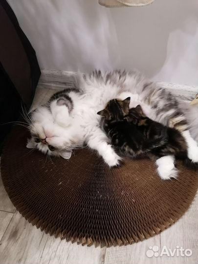 Котята породы манчкин