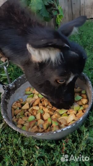 Козы козлята