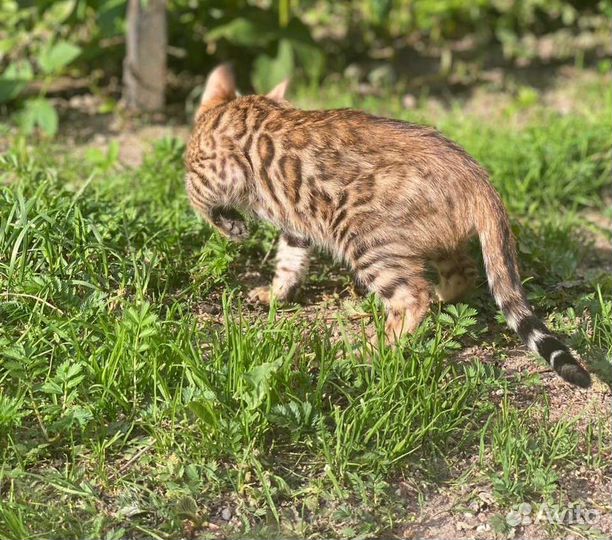 Бенгальская кошечка Таис