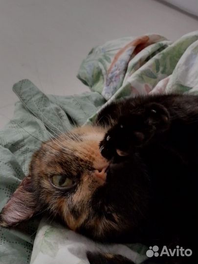Кошка и котята