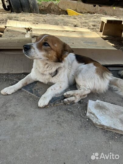 Собака в добрые руки